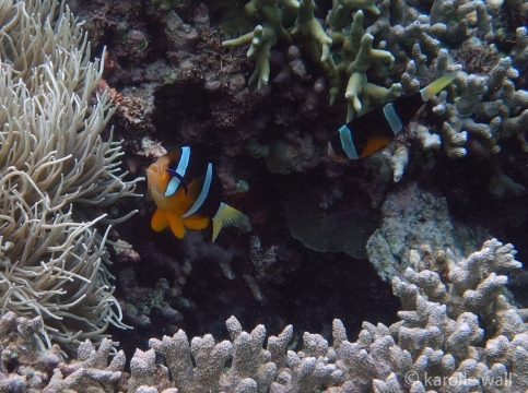 Clark's Anemonefish