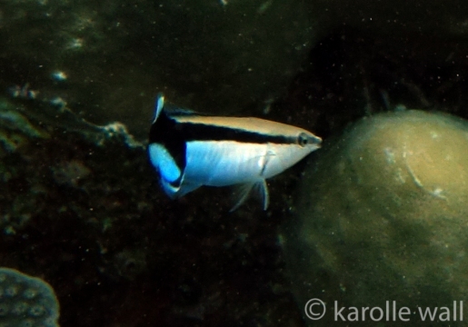 Cleaner Wrasse