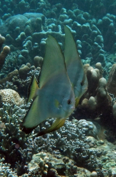 Longfin Spadefish