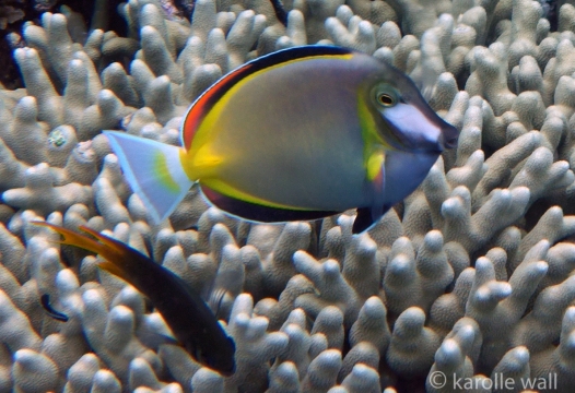 Powder Brown Tang (Acanthurus japonicus)