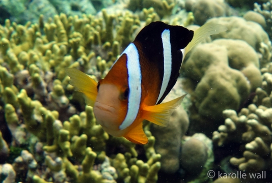 Amphiprion clarkii, Clark's anemonefish