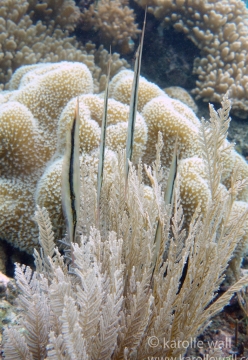 Razor fish or Rigid Shrimpfish