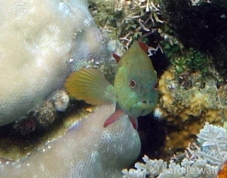 Young Grouper