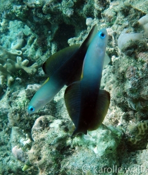 Twotone Dartfish (Ptereleotris evides)