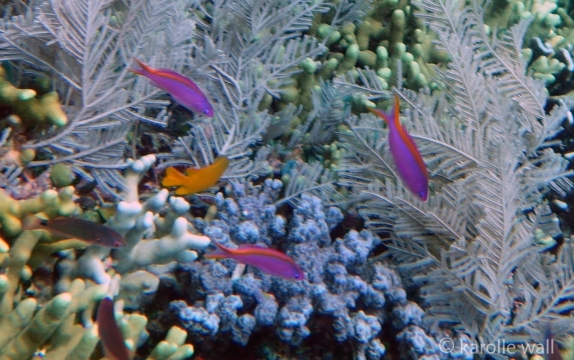 Anthias