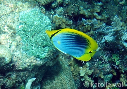 Spot-tail Butterflyfish, Chaetodon ocellicaudus