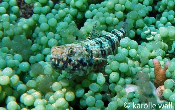 Lizardfish in Sea Grapes