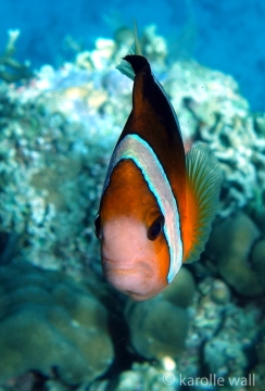 Clark's Anemonefish