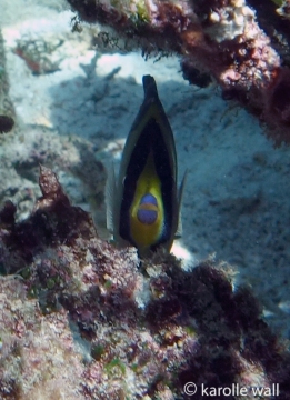 Yellowtail Angelfish