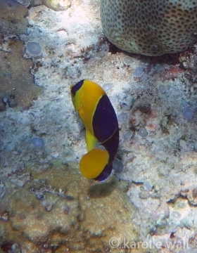Blue and Gold Angelfish