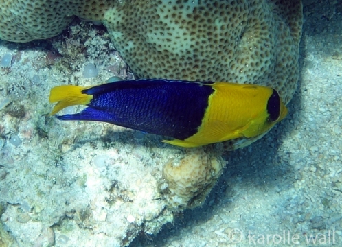 Blue and Gold Angelfish