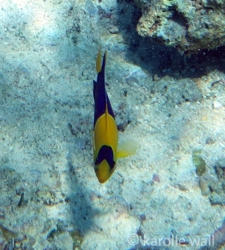 Blue and Gold Angelfish
