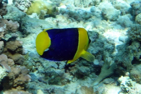 Blue and Gold Angelfish (Centropyge bicolor)