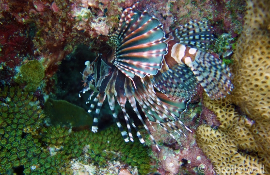 Spotfin Lionfish