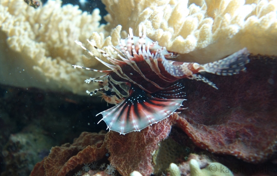 Spotfin Lionfish