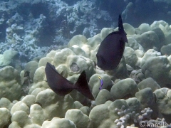 Two Dark Sleek Unicornfish Getting Cleaned