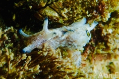 Small Sea Hare, Aplysia elongata