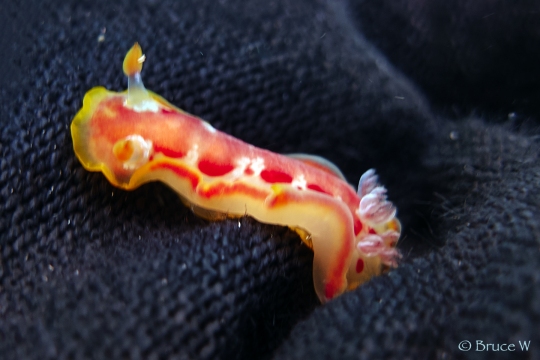 Juvenile Spanish Dancer
