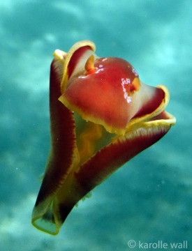 Hexabranchus aureomarginatus