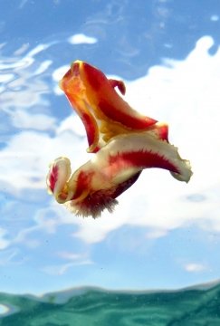 Spanish Dancer, Hexabranchus aureomarginatus
