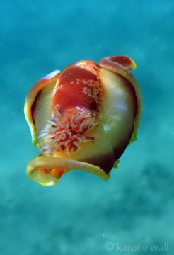Spanish Dancer, Hexabranchus aureomarginatus