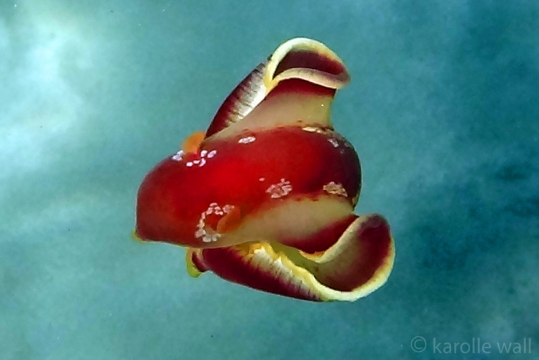 Spanish Dancer