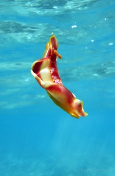 Spanish Dancer, Hexabranchus aureomarginatus