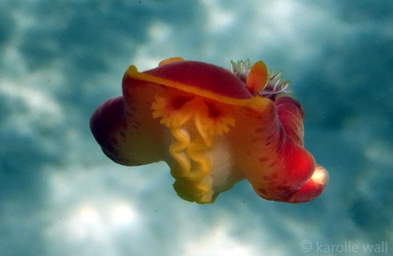 Spanish Dancer