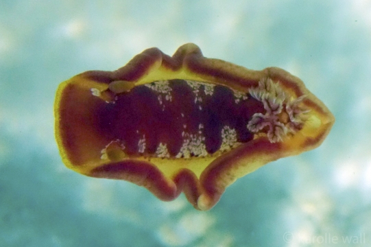 Spanish Dancer