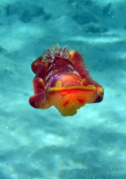 Spanish Dancer
