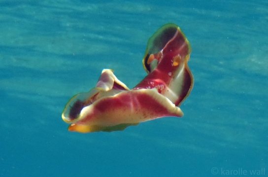 Spanish Dancer