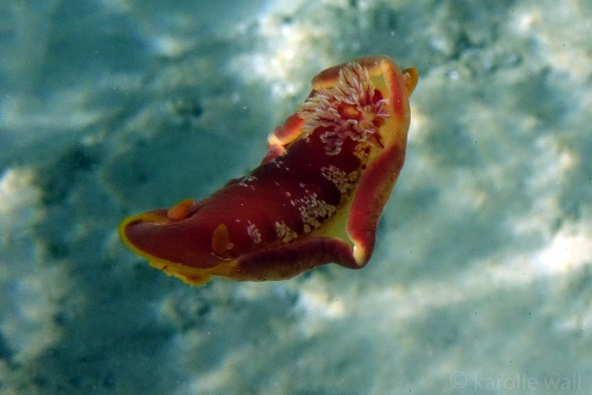 Spanish Dancer
