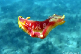 Spanish Dancer Spanish Dancer