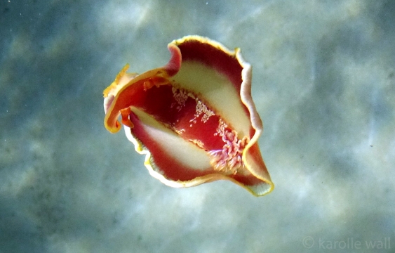 Spanish Dancer