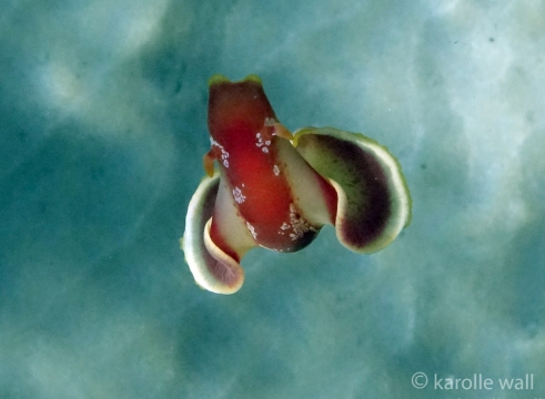 Spanish Dancer