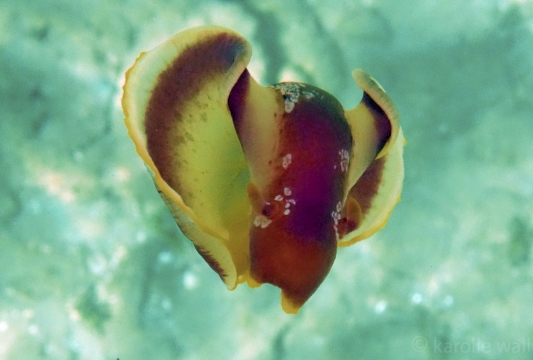 Spanish Dancer