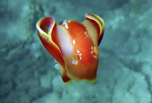 Hexabranchus aureomarginatus