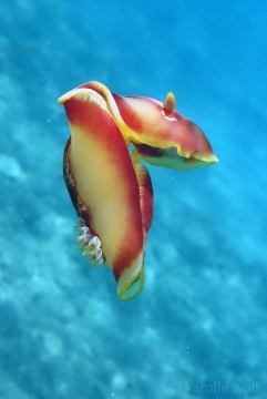 Spanish Dancer