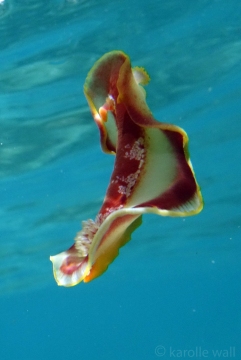 Spanish Dancer