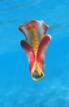 Spanish Dancer