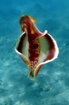 Spanish Dancer