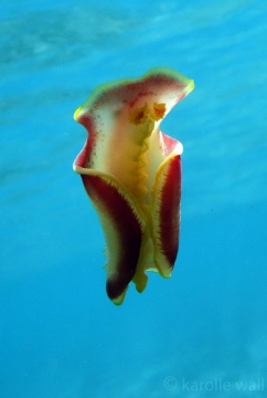Spanish Dancer