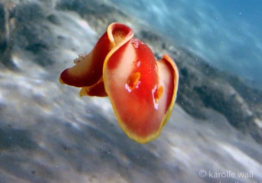 Spanish Dancer