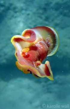 Hexabranchus aureomarginatus