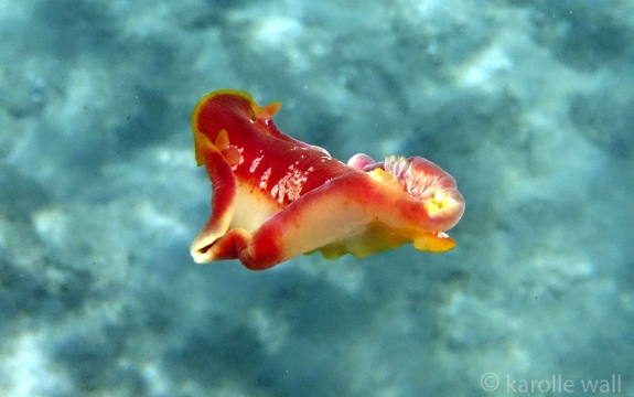Spanish Dancer