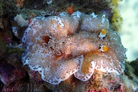 PC011946-platydoris-formosa-whole PC011946-platydoris-formosa-whole