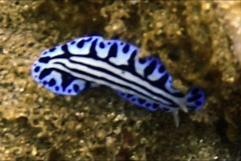 Sphinx Phyllidia, Phyllidiopsis sphingis Sphinx Phyllidia, Phyllidiopsis sphingis