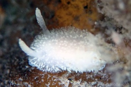 Spiny Hairy Dorid, Acanthodoris atrogriseata Spiny Hairy Dorid, Acanthodoris atrogriseata