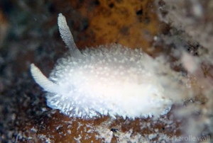 Spiny Hairy Dorid,  Acanthodoris atrogriseata