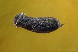 Aglaja ocelligera Aglaja ocelligera